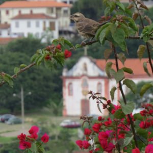 O Que Fazer Em Ouro Preto Roteiro Por Quem Mora L Partiu Viajar